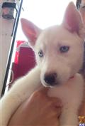 siberian husky puppy posted by Ariel figueroa